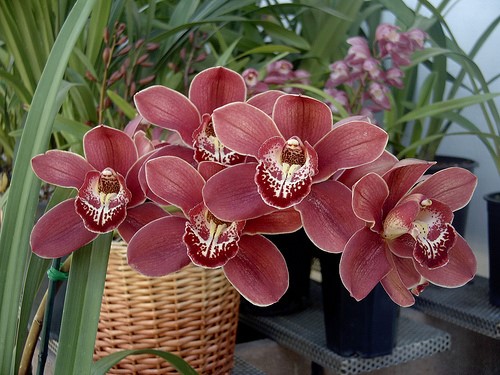 Extravanganta orhideelor – reginele florilor exotice