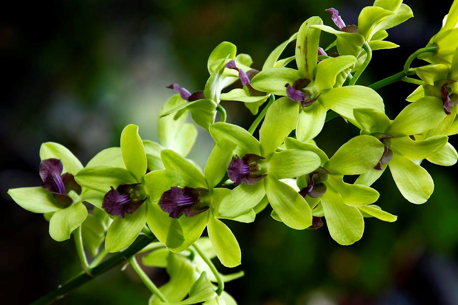 Orhideea dendrobium